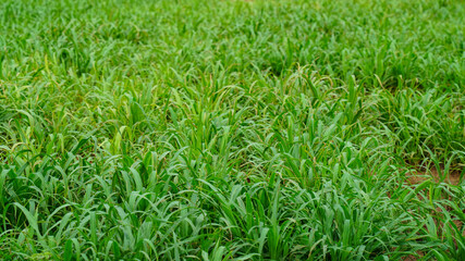 Green and healthy fodder for animals. Green millet or sorghum plants ready to feed pets