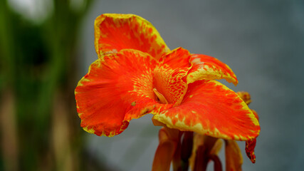 Fresh canna flower orange canna flower close up. Canna indica flower in nature garden