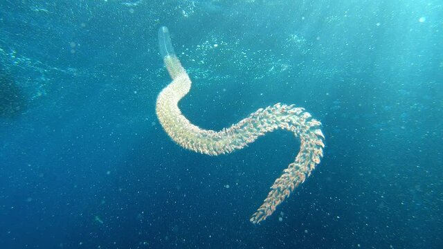 Underwater Salpidae - Rare marine life - Scuba diving in Majorca