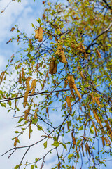 Birch branches with earrings and young succulent leaves against a spring blue sky. Birch grove or park. Bottom view