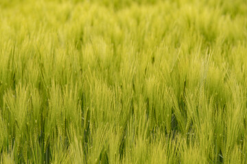 Getreideähren im Wind