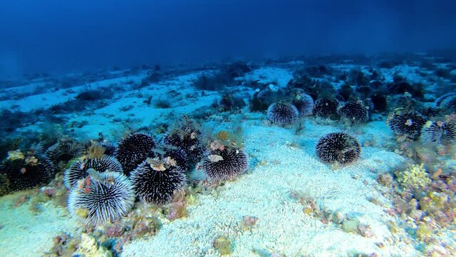 Deep scuba diving in Majorca - Sea urchins over the seabed