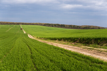 Field of young green wheat seedlings. Sprouts of young barley or wheat that have sprouted in the soil. Close up on sprouting rye on a field. Sprouts of rye. Agriculture, cultivation.