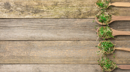 sprouted green sprouts of chia, arugula and mustard in a wooden spoon on a gray background from old boards