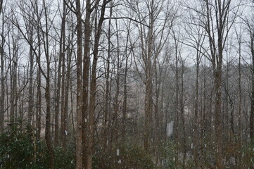 Fototapeta na wymiar North Carolina trees in winter