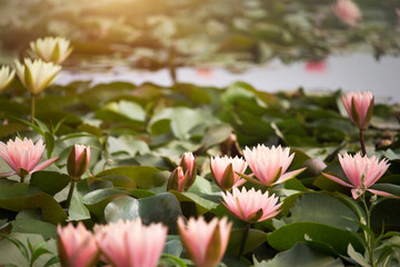 Fototapeta premium Pink lotus flowers are blooming with sunset