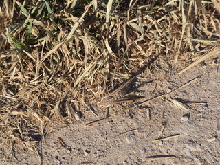 insecto en un sendero, de alas recortadas, potentes antenas, color marrón y una línea blanca perfilando la cabeza y el tronco