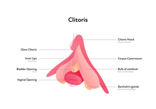 Reproductive system infographic poster. Vector flat medical illustration. Female clitoris anatomical scheme with text. Clitoris, bladder, vaginal opening, lips. Design for healthcare, gynecology.