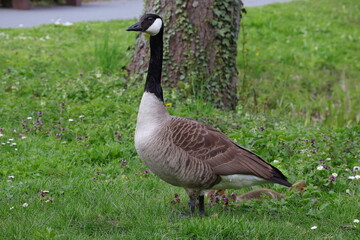 Kanadagans, Gans, Vogel, Gänse 