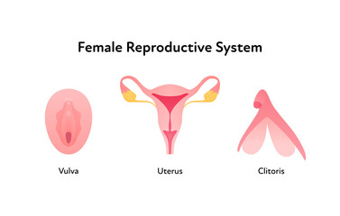 Reproductive system infographic poster. Vector flat medical illustration. Female vulva, clitoris and uterus anatomical scheme isolated on white background. Design for healthcare, gynecology.