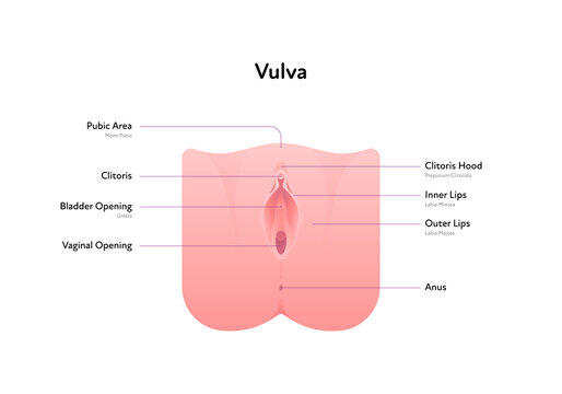 Reproductive system infographic poster. Vector flat medical illustration. Female vulva anatomical scheme with text. Clitoris, bladder, vaginal opening, anus, lips. Design for healthcare, gynecology.