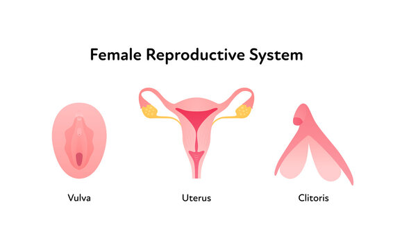 Reproductive system infographic poster. Vector flat medical illustration. Female vulva, clitoris and uterus anatomical scheme isolated on white background. Design for healthcare, gynecology.