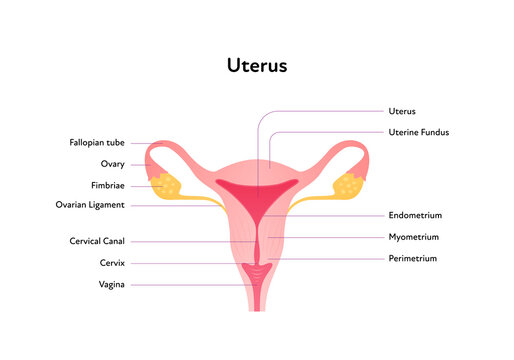 Reproductive system infographic poster. Vector flat medical illustration. Female uterus anatomical scheme with text. Cervix, vagina, canal, ovary, fallopian tube. Design for healthcare, gynecology.