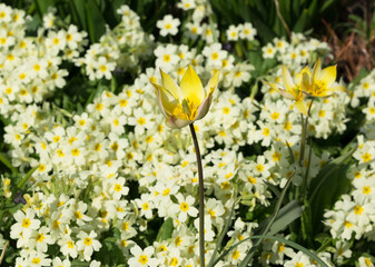 Field yellow tulip on the background of many primrose flowers