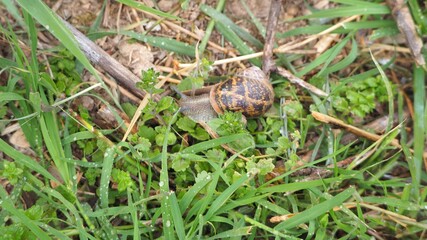 caracol dando un paseo entre rocío, color marrón, dos antenas, coraza y vela, lérida, españa, europa