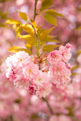 Beautiful cherry blossom sakura in spring time on nature background. Botanical garden concept. Tender bloom. Aroma and fragrance. Spring season. Tenderness. Branch of sakura. Perfumery concept.