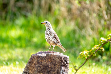 Song Thrush, turdus philomelos, visiting a garden in Ireland