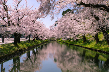 弘前市　弘前公園の満開の桜
