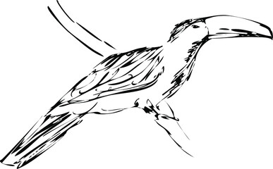 Toucan on a branch. Tropical bird hand drawn vector illustration. Monochrome engraving technique.