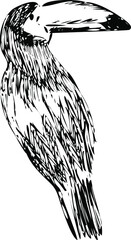 Toucan. Tropical bird hand drawn vector illustrations. Monochrome engraving technique.