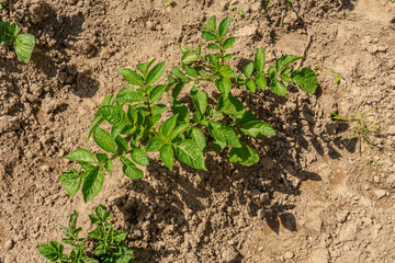 Green plants potato growth on brown land.