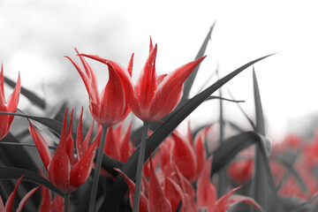 Spring tulips in the park, red, black, white - 435594656