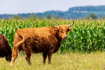 Galloway Rinder auf der Weide im Sommer