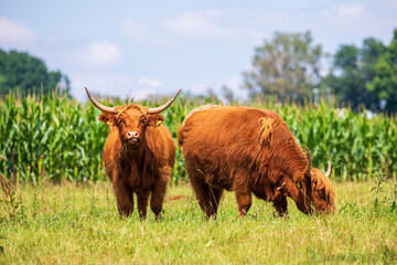 Galloway Rinder auf der Weide im Sommer
