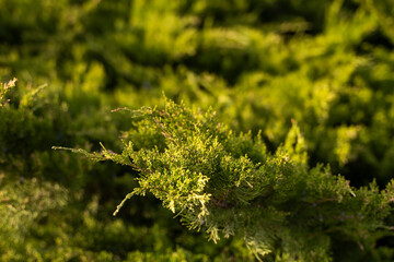 Green hedge of thuja trees. Closeup fresh green branches of thuja trees. Evergreen coniferous Tui tree. Nature, background.