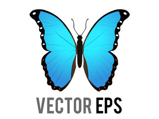 Vector beautiful winged insect butterfly icon with blue and black morpho wings outspread