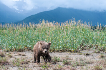 A young coastal brown bear (Ursus arctos) exploring a sedge meadow in the Katmai NP, Alaska