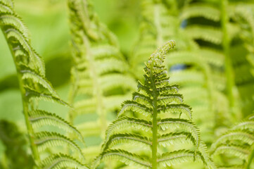 Closeup curled fern frond in spring