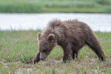Fototapeta premium A young coastal brown bear (Ursus arctos) exploring a sedge meadow in the Katmai NP, Alaska