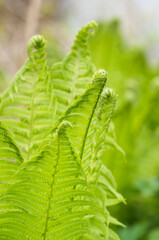 Closeup curled fern frond in spring