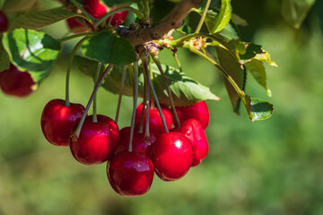 Close up of fresh juicy red cherries on a tree in Frauenstein / Germany 