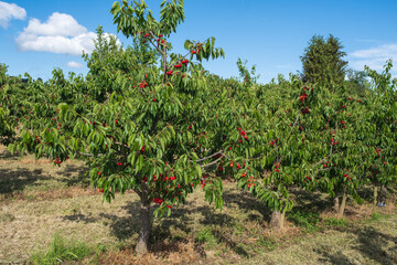 Fototapeta na wymiar View of a cherry orchard with trees full of fresh, ripe, juicy fruits 
