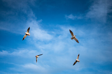 Mouettes et ciel bleu