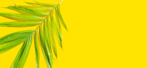 Tropical palm leaves on yellow background. Summer background concept
