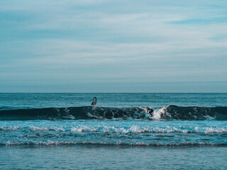 Fototapeta premium Surfeur sur la grande plage de Biarritz