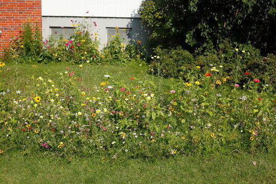 Bunte Sommerblumen in einem Vorgarten, Deutschland, Europa