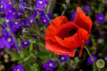papaveri 08 - primo piano di papavero e sfondo di fiori viola