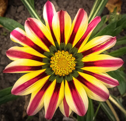 Close-up top view of one white and lilac Gazania flower in bloom in a garden.