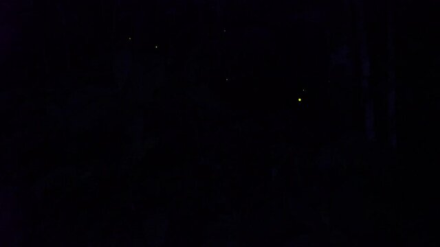Okinawa,Japan - May 22, 2021: Live real recording -- not time lapse -- of Glow of Yaeyama Hime fireflies at Ishigaki island, Okinawa, Japan. 
