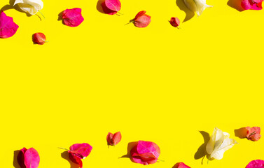 Beautiful red and white bougainvillea flower on yellow background.  Summer background concept