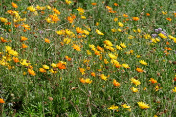 Bunte Sommerblumen auf einer Blumenwiese, Deutschland, Europa