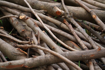 tree trunk with roots