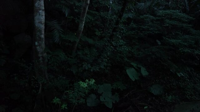 Okinawa,Japan - May 22, 2021: Live real recording -- not time lapse -- of Glow of Yaeyama Hime fireflies at Ishigaki island, Okinawa, Japan. 
