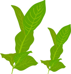 Vector Illustration of Tobacoo Leaves