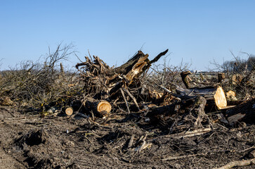 Uprooted tree stumps. Deforestation, forest clearing, uprooting trees, a sad landscape after cut...