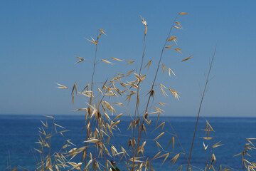 Fototapeta premium Sucha złota trawa na tle morza i nieba